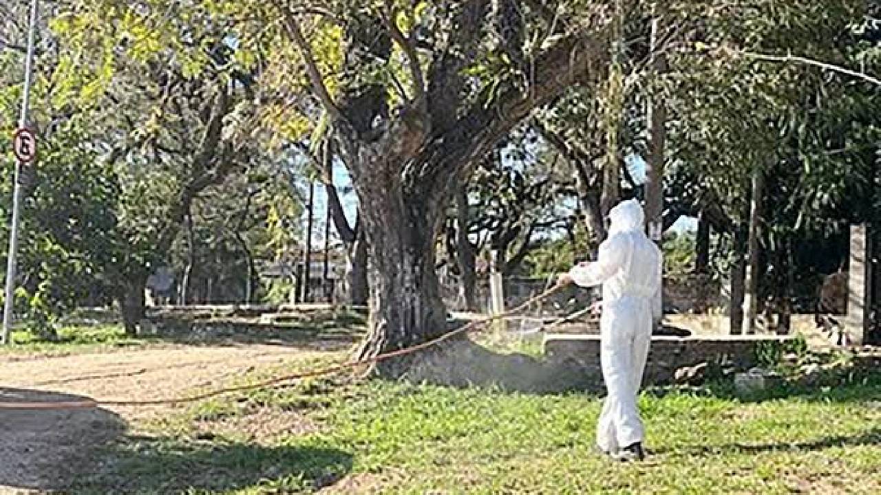Americana aplica agente biológico contra carrapato-estrela na Praia Azul