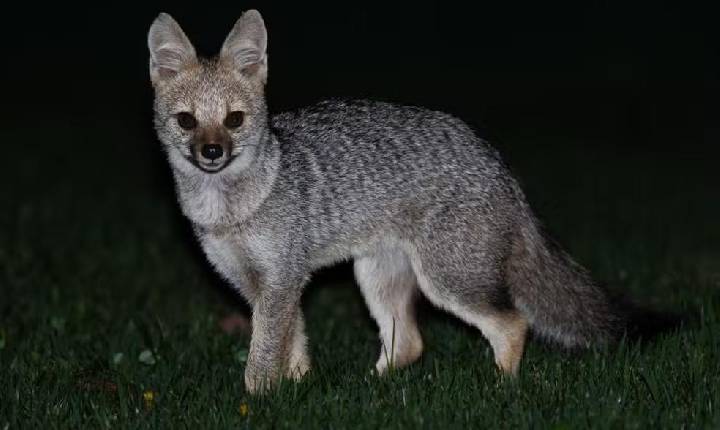 Aparição de raposa em condomínio aguça curiosidade de moradores e traz alerta em Paulínia