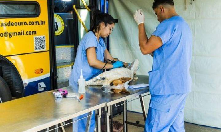 Paulínia abre inscrições para nova etapa do programa de castração