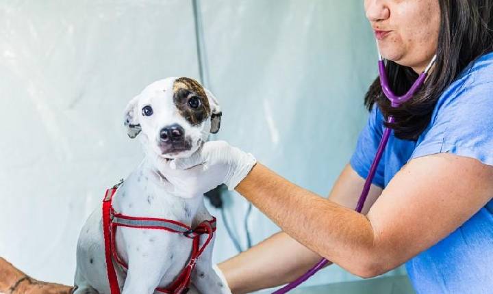 Prefeitura abre inscrições para nova etapa do Programa Municipal de Castração