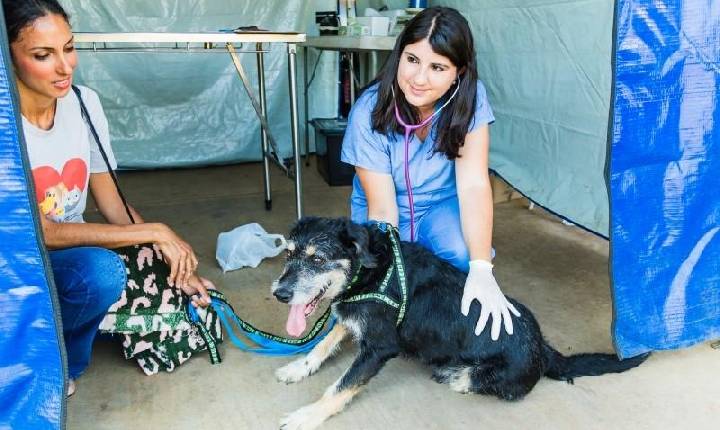 Prefeitura abre, no dia 20, inscrições para nova etapa de castração de cães e gatos