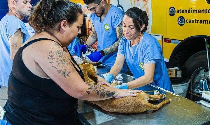 Programa de Castração abre 250 vagas para cães e gatos em Paulínia