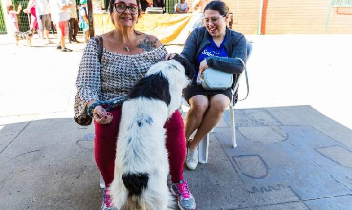 Programa Municipal de Castração 2025 acontece dia 6 de dezembro