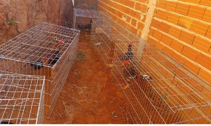 Suspeito de rinha de galos em Cosmópolis também é investigado por roubo de caminhão-tanque