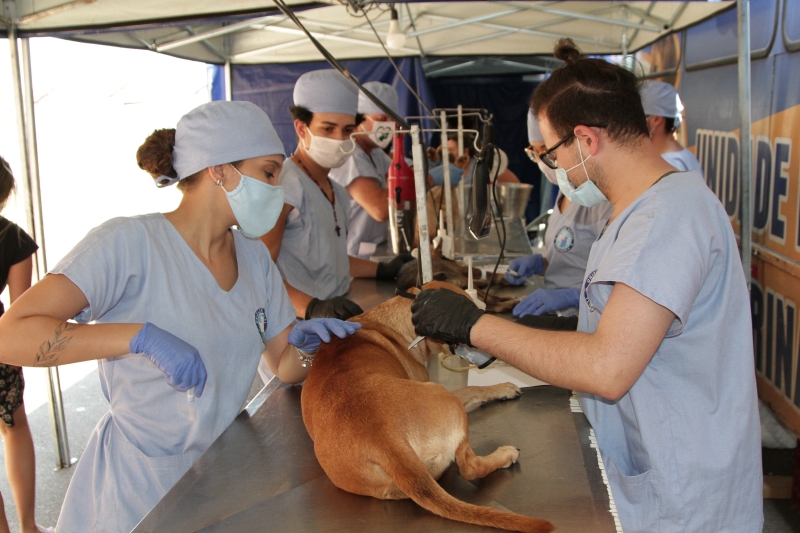 Paulínia abre 250 vagas para castração gratuita de cães e gatos