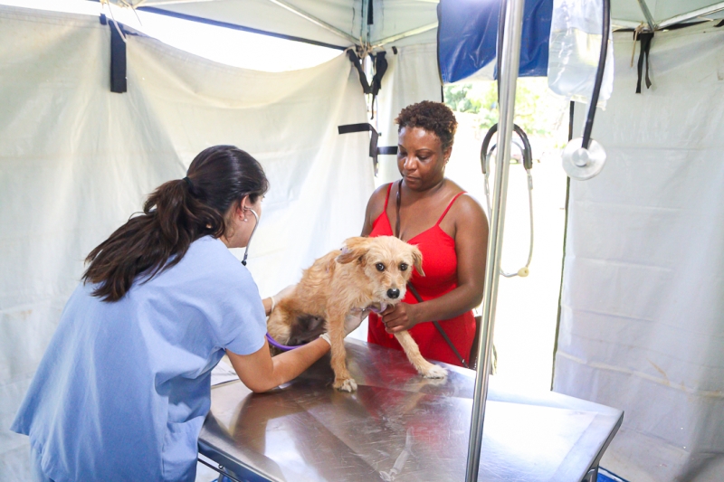 Programa Municipal de Castração abre 250 novas vagas