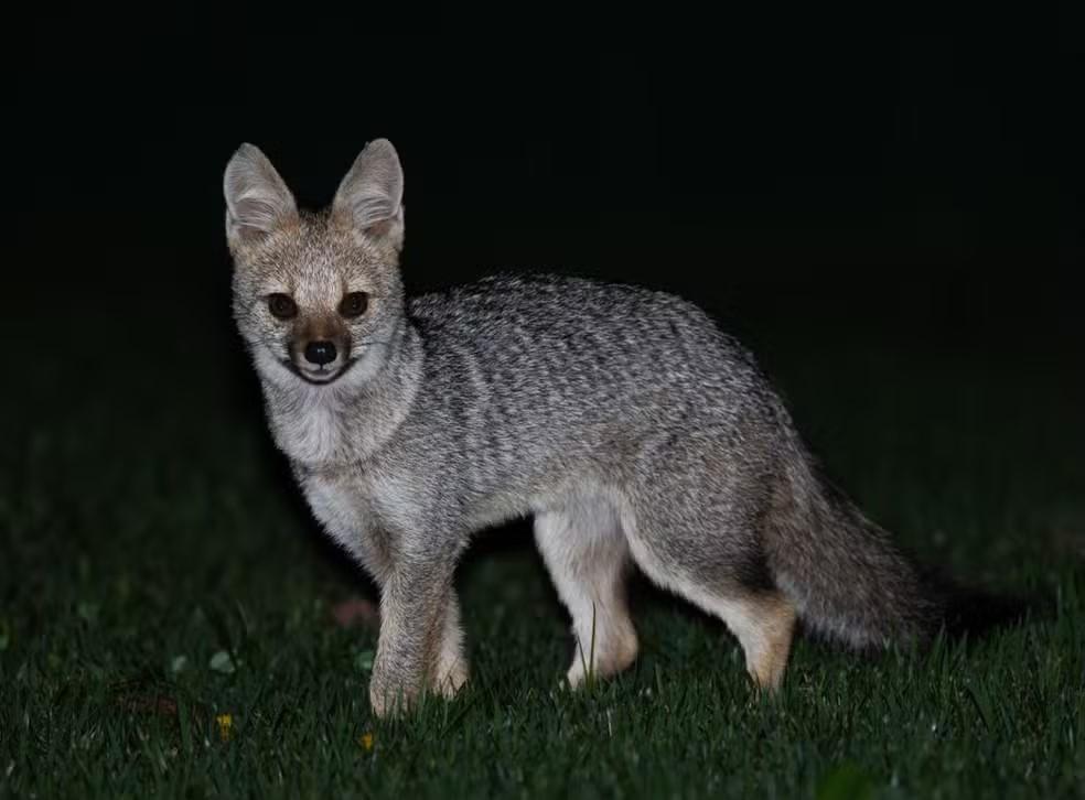 Aparição de raposa em condomínio aguça curiosidade de moradores e traz alerta em Paulínia