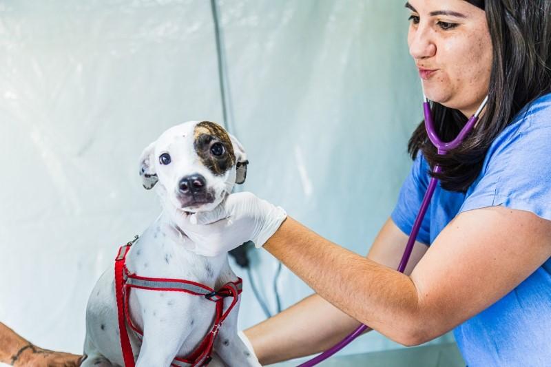 Prefeitura abre inscrições para nova etapa do Programa Municipal de Castração