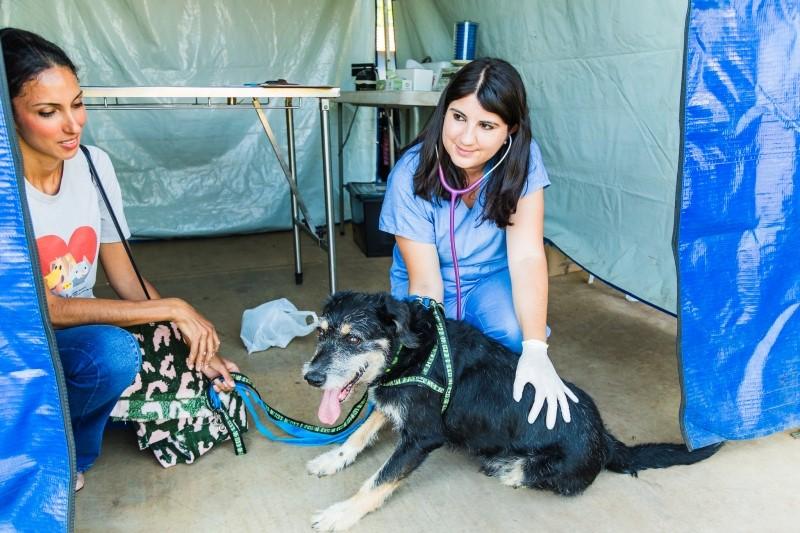 Prefeitura abre, no dia 20, inscrições para nova etapa de castração de cães e gatos