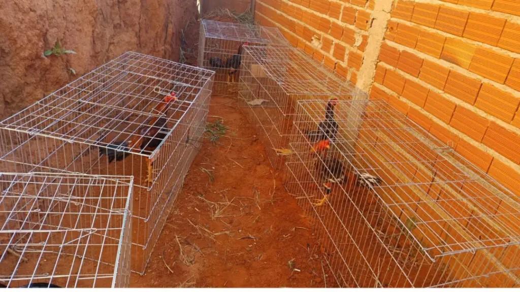 Suspeito de rinha de galos em Cosmópolis também é investigado por roubo de caminhão-tanque