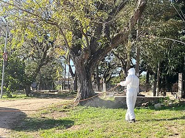 Americana aplica agente biológico contra carrapato-estrela na Praia Azul