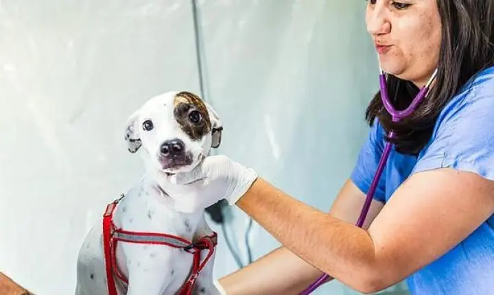 Paulínia abre 250 vagas de castração para cães e gatos no próximo dia 28